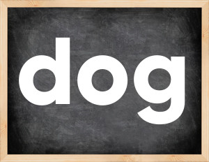 3 forms of the verb dog